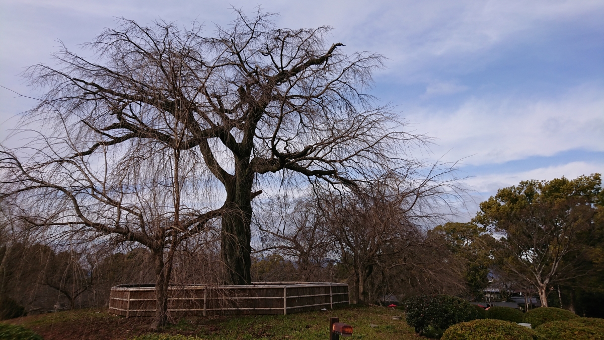 京都市のフリー写真素材:円山公園❶