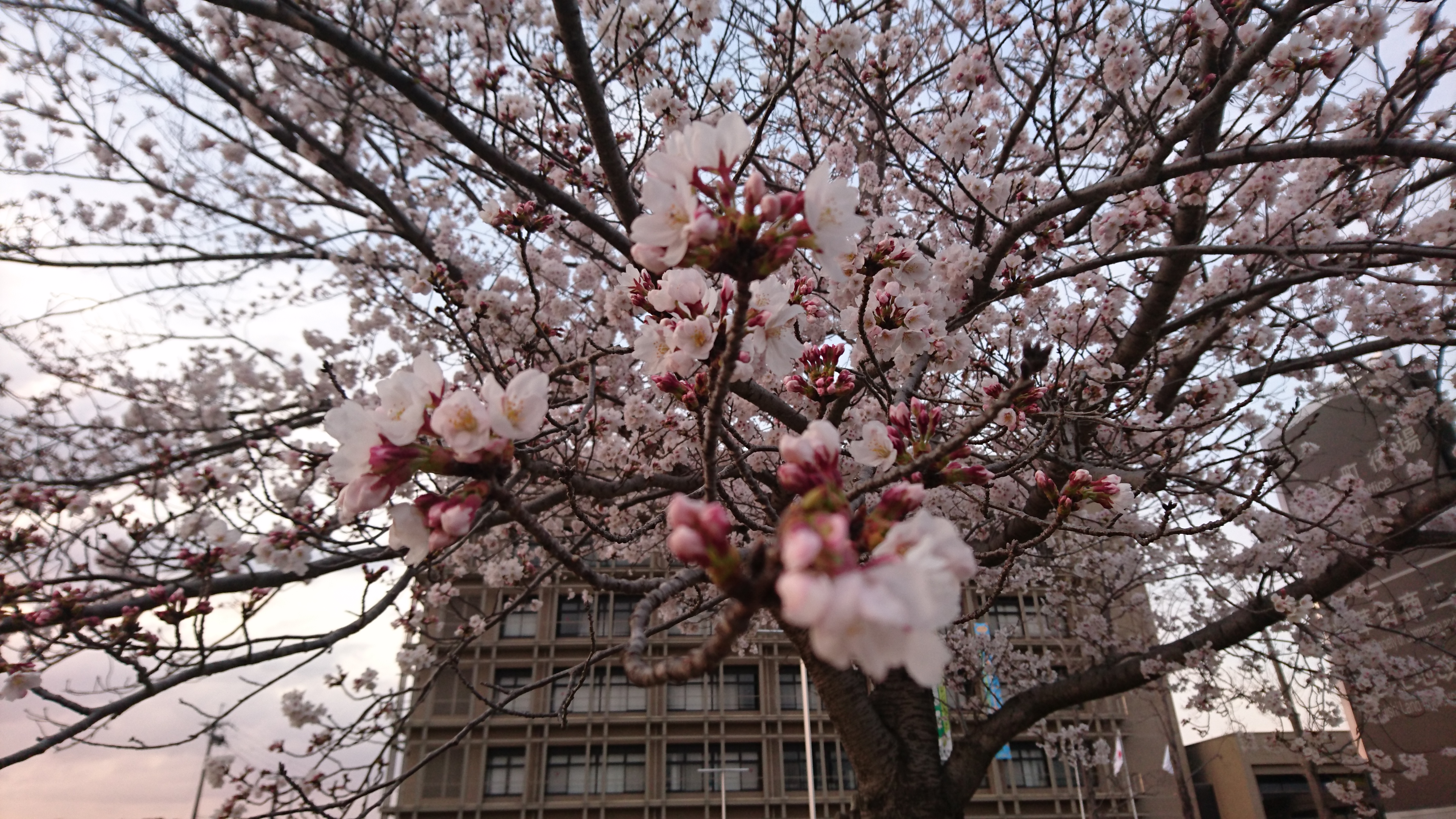 精華町役場の桜🌸